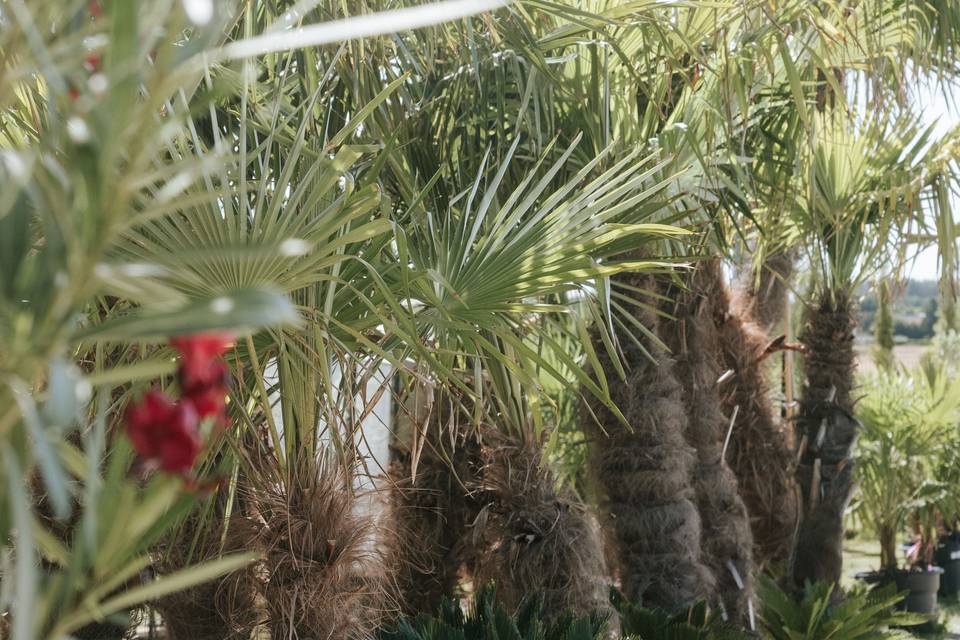 palmiers_aligne_exterieur