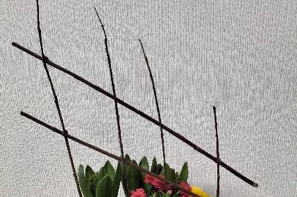 Composition plante