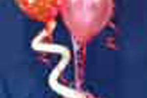 Décoration ballons orange et roses