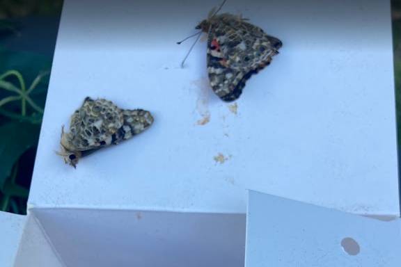 Rituel Papillons