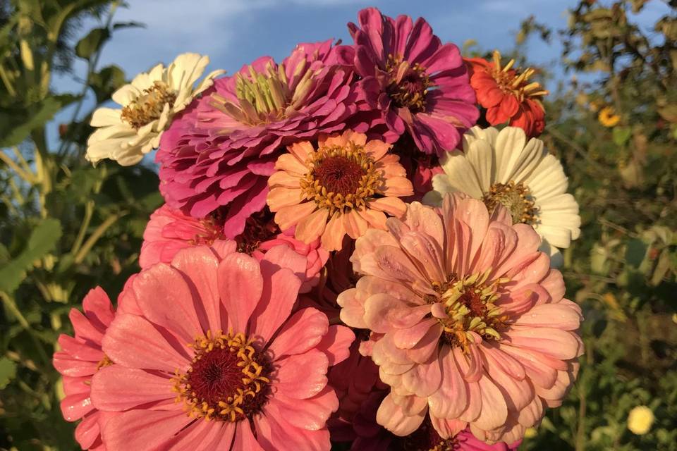 Zinnias