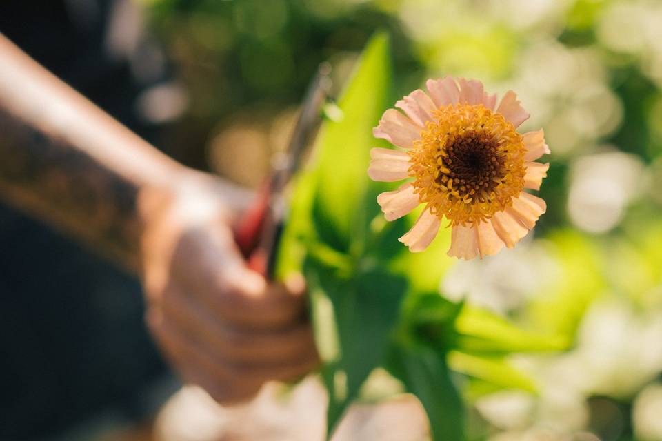 Zinnia