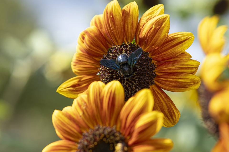 Tournesols et abeilles