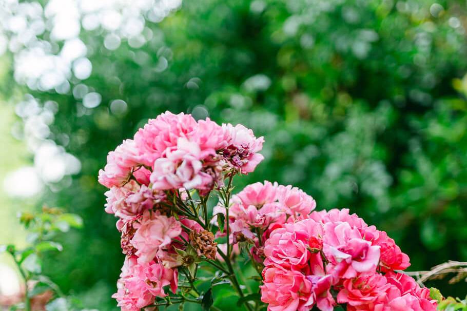 Fleurs du lieu de réception