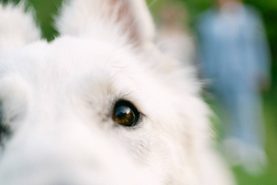 Séance photo couple avec chien