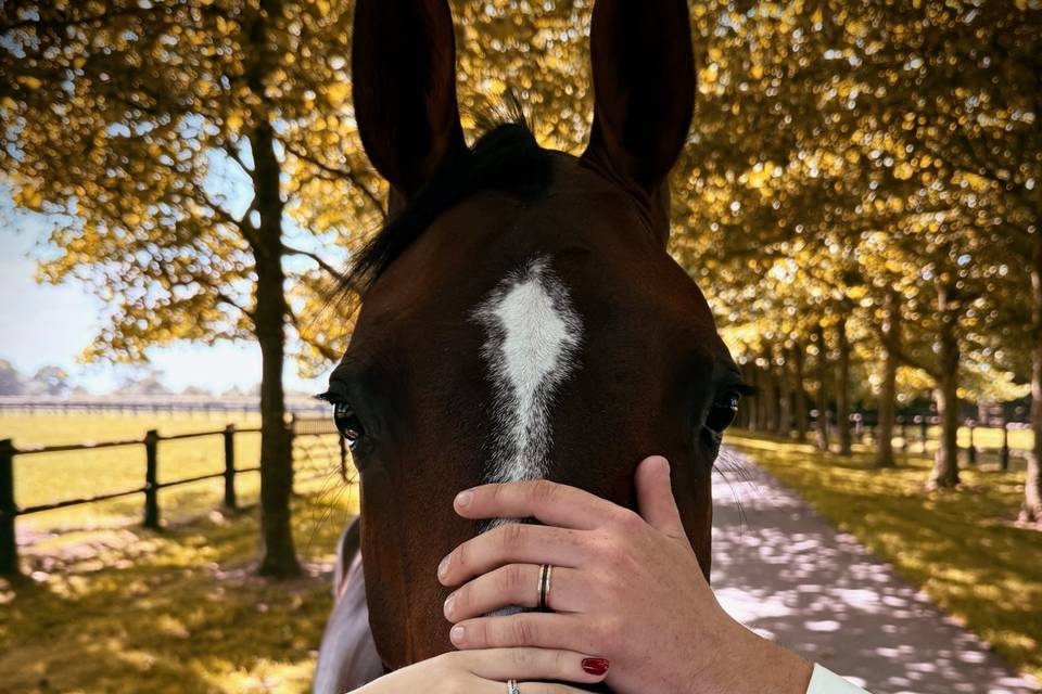 Mariage - Haras