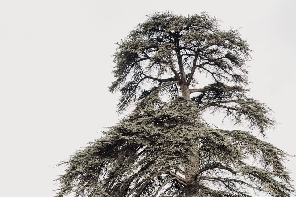 Le cèdre 2.00 (ans).