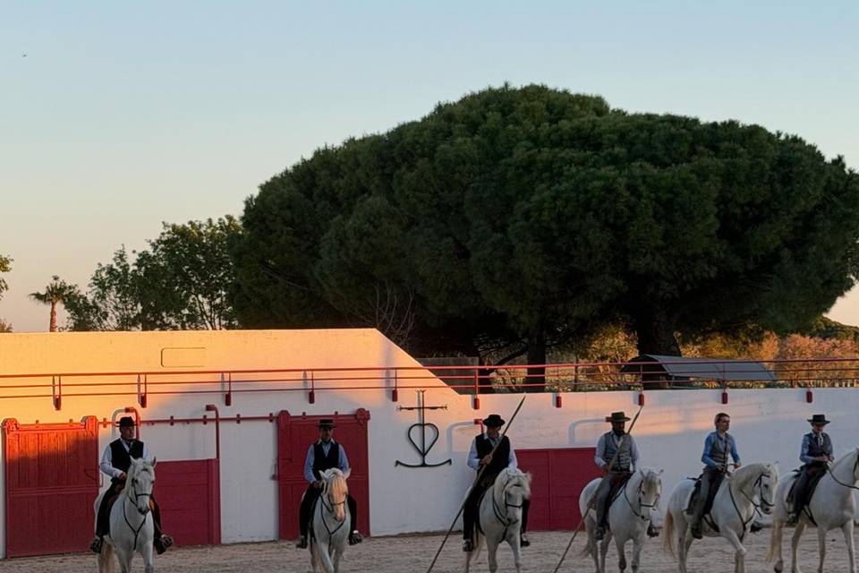 Spectacle Equestre