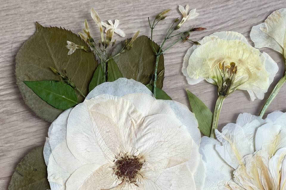 Rose pivoine blanche pressée