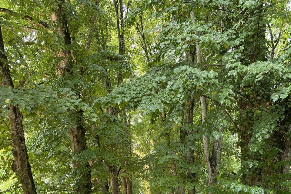 Une allée dans le parc