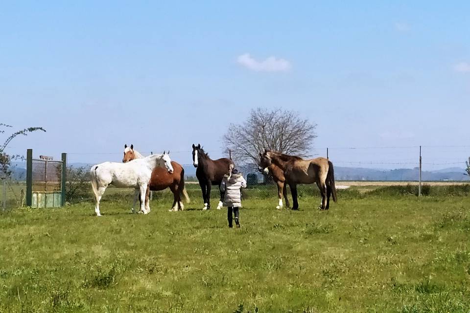 Les chevaux