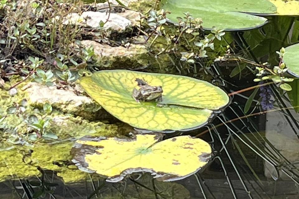 Le bassin grenouille