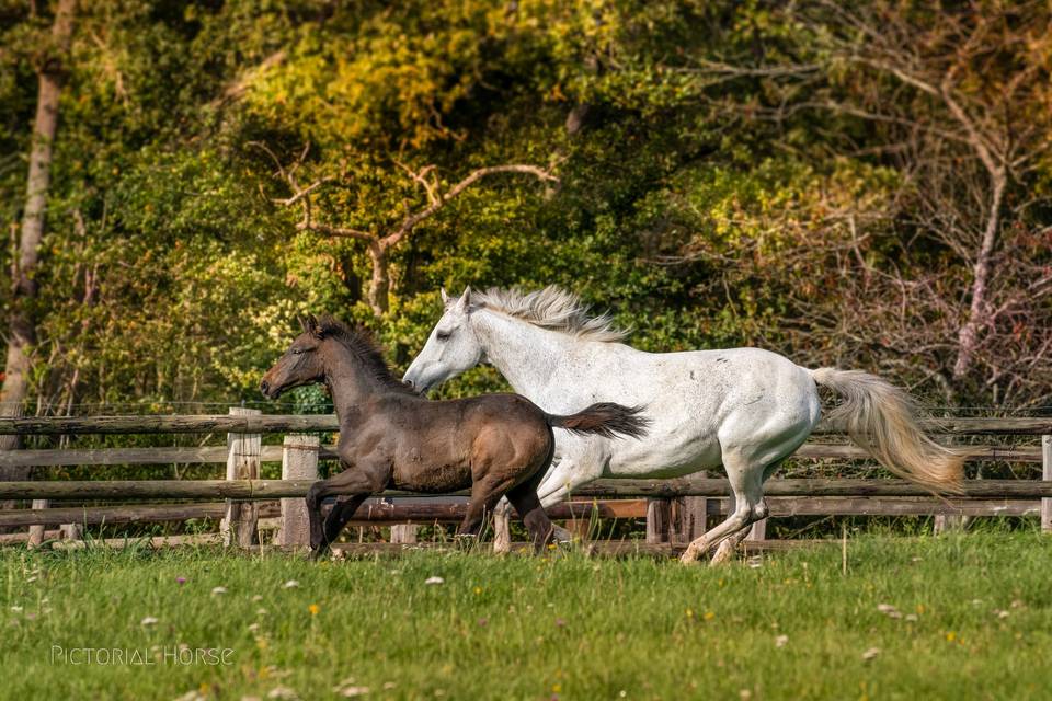 Chevaux en liberté