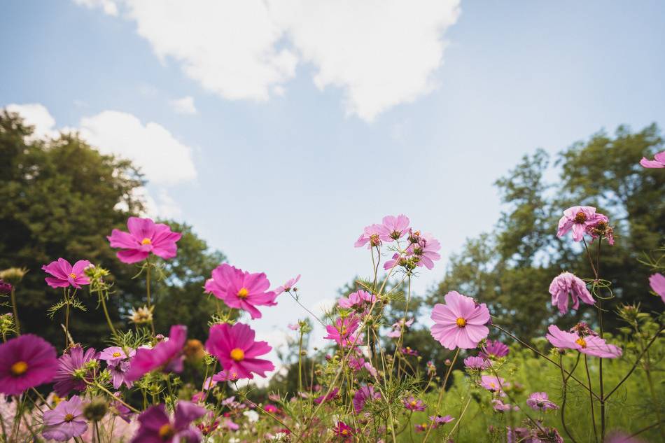 Cultures florales