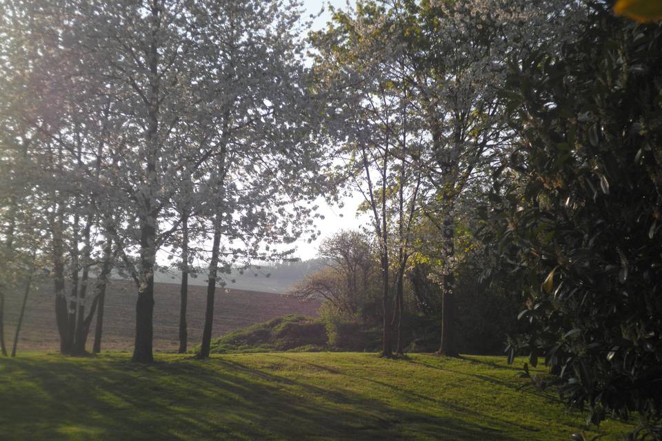 Nature à l'aube