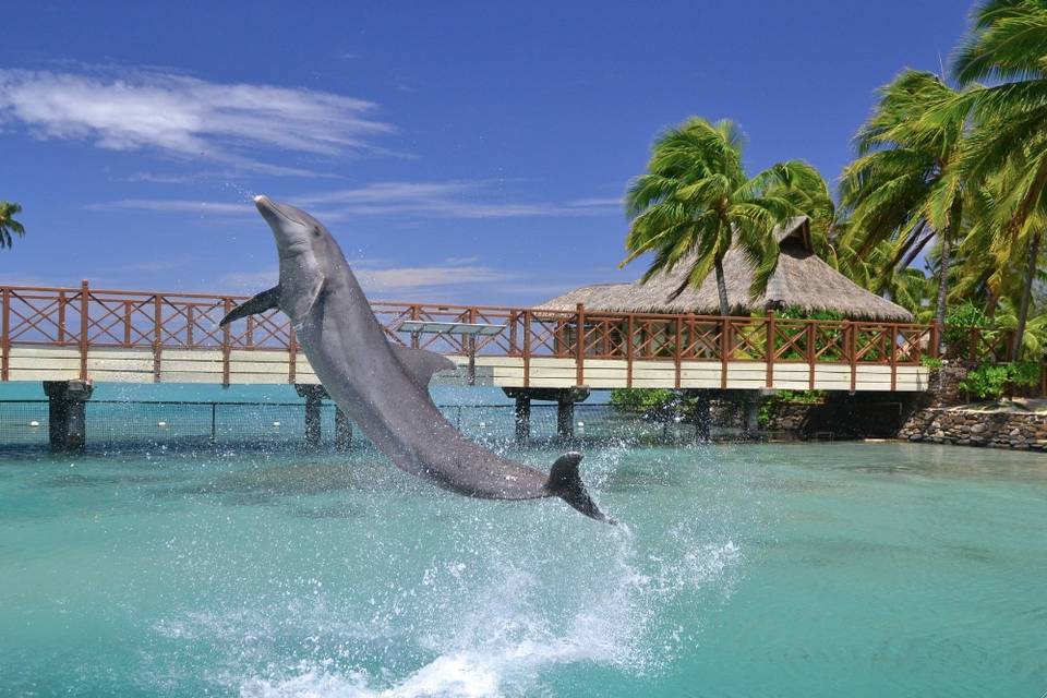 Dolphin Center Moorea