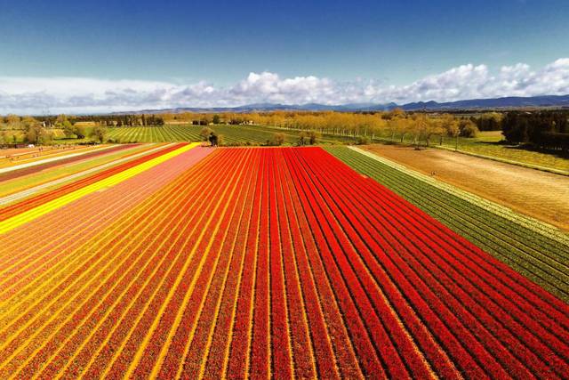 Les fameuses Tulipes