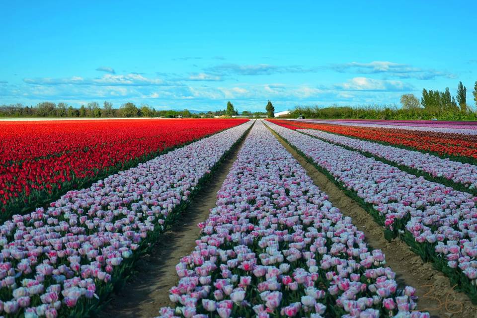 Les Tulipes