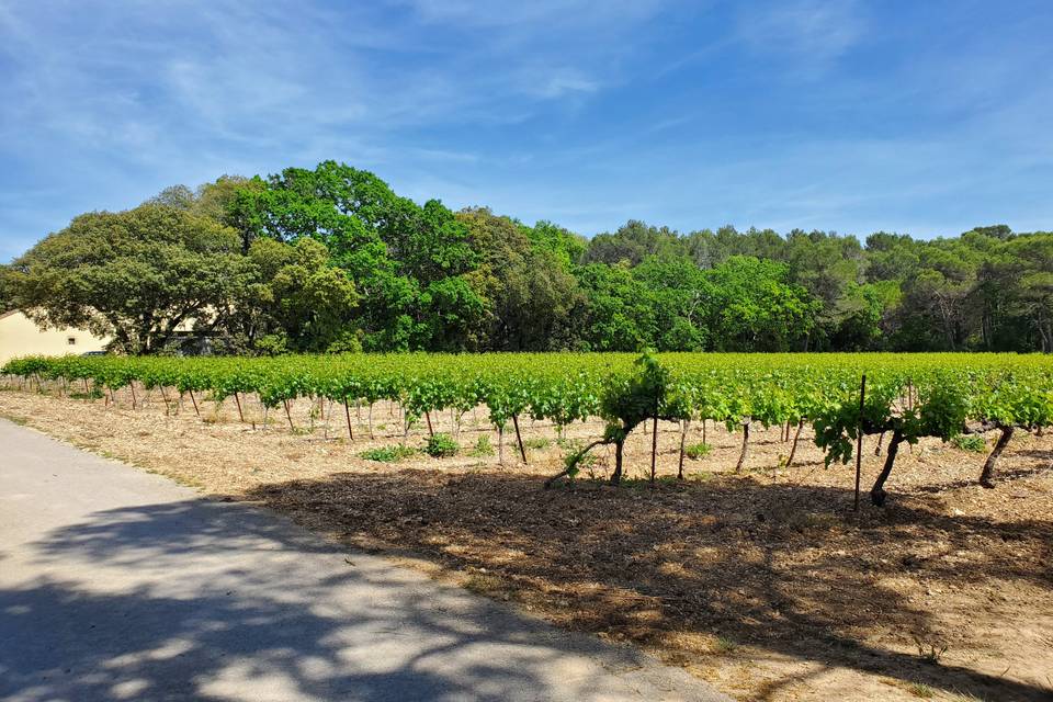 Vignes sur le domaine