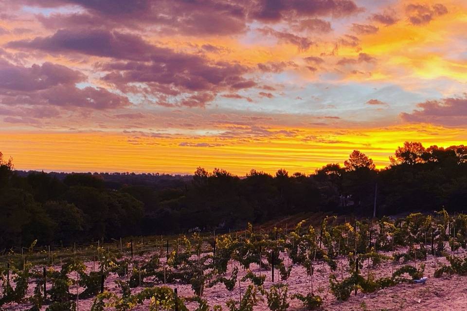 Vignes au coucher du soleil