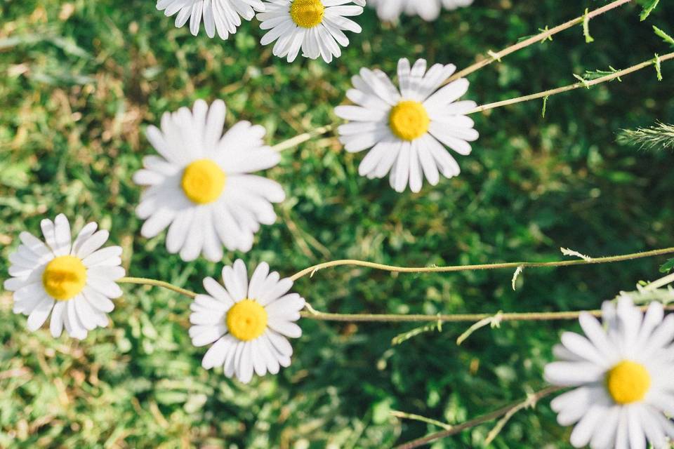 Photo d'ambiance marguerites