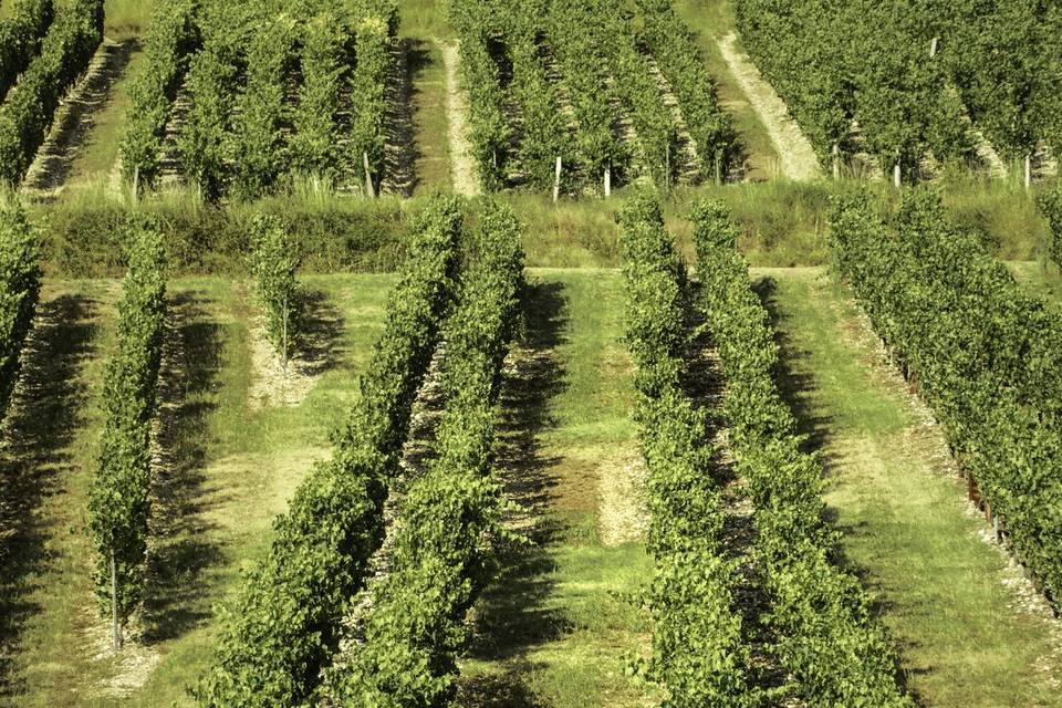 Vignes du domaine