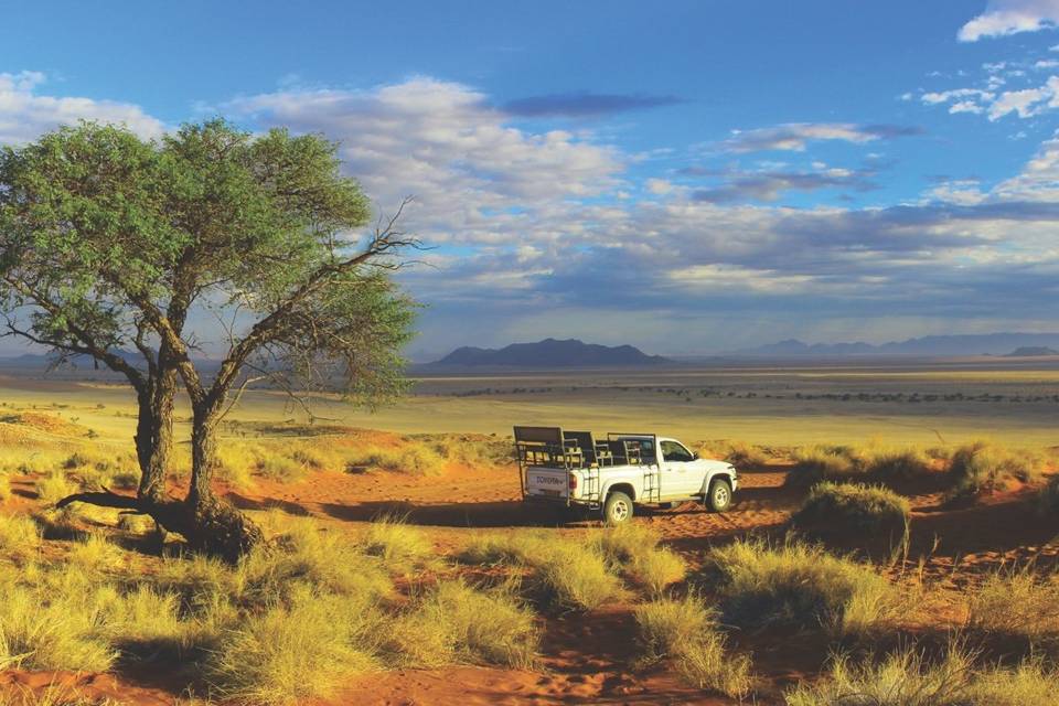Safari - Namibie