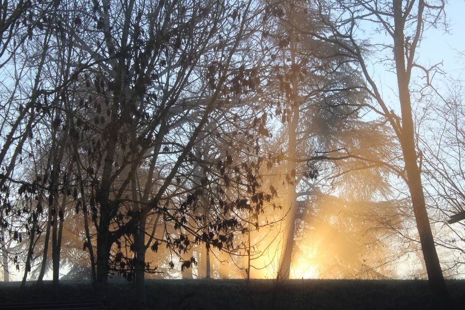 Auprès de mon arbre.....