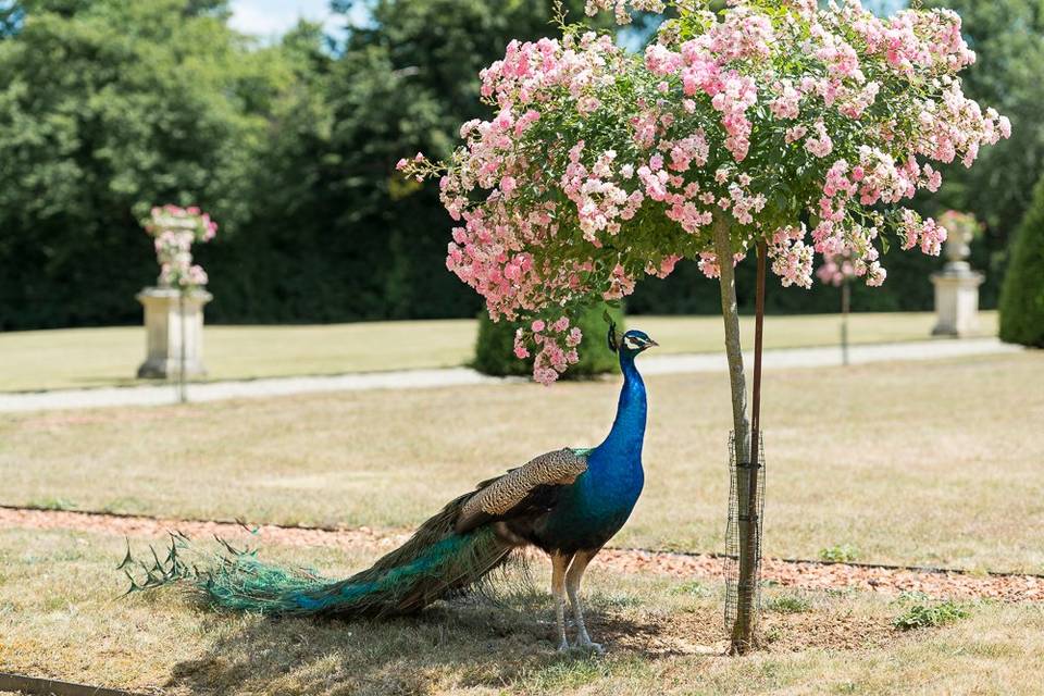 Sylvain Bordier Photographe