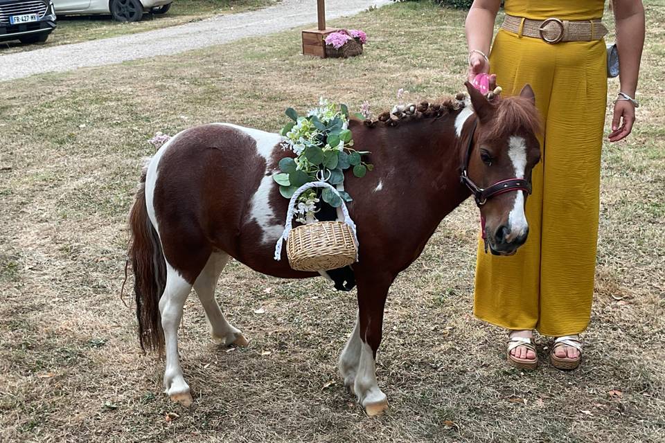 Mariage avec chevaux