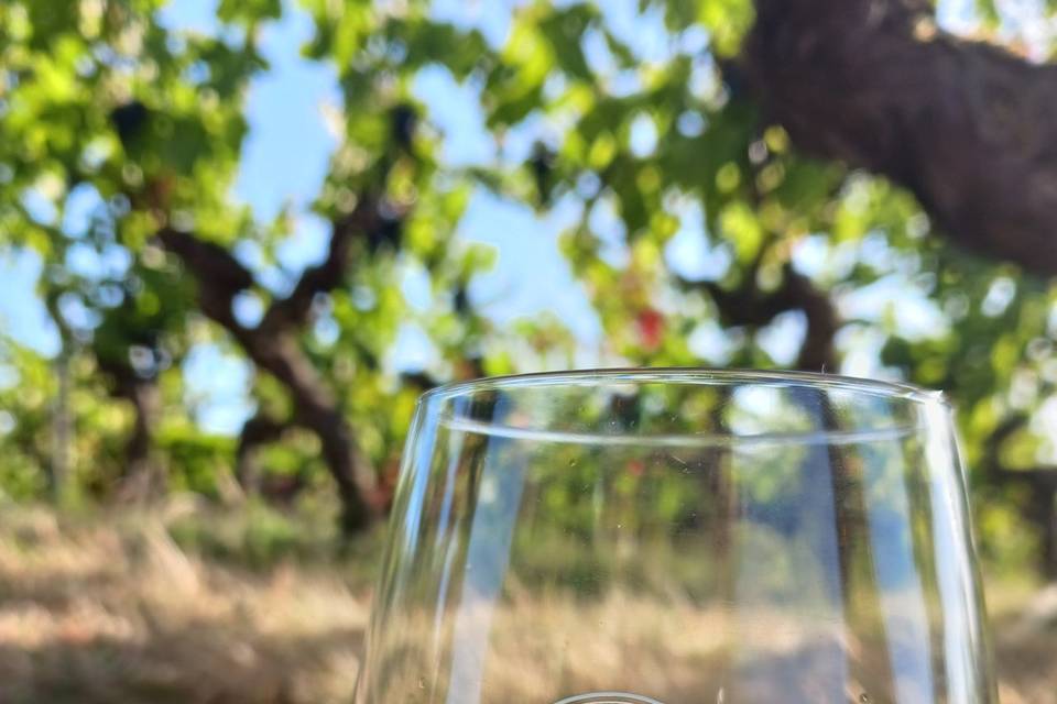Des vins d'Anjou