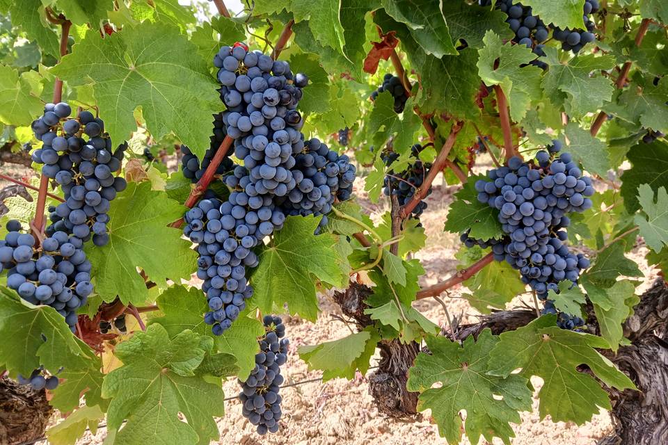 Nos veilles vignes