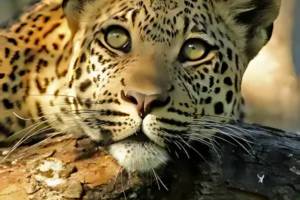 Afrique...