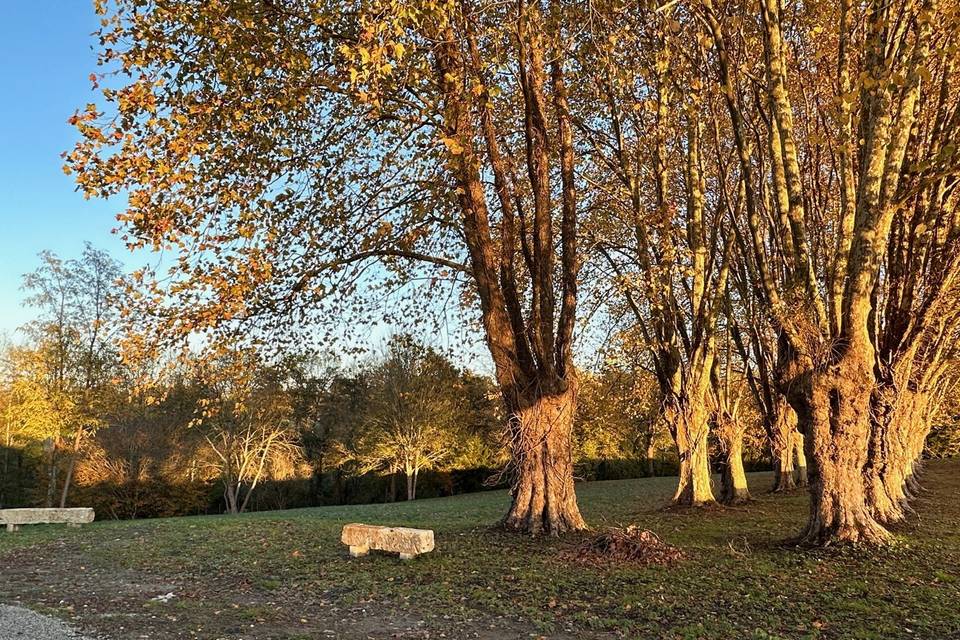 Parc pour apéritif champêtre