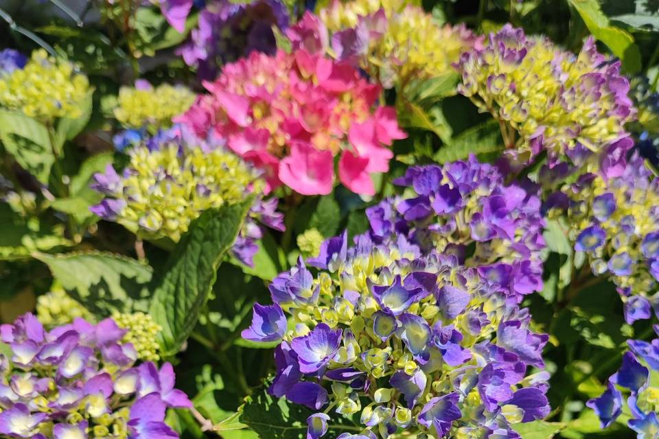 Hortensia