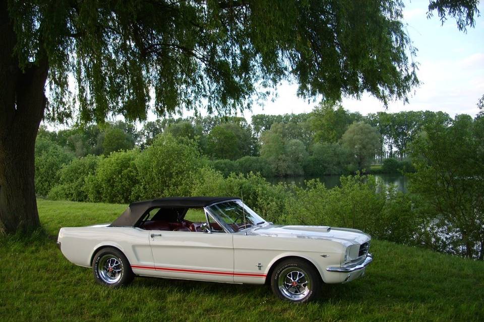 Mustang 65