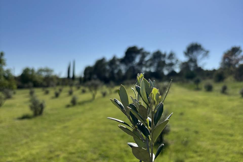 L'Oliveraie