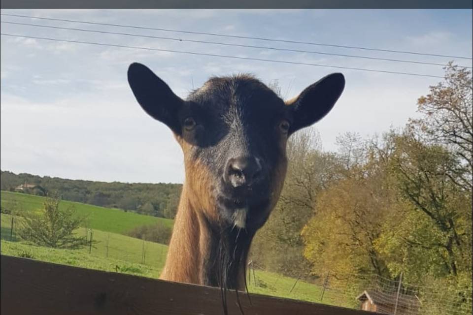 Iris la mascotte de Marsal