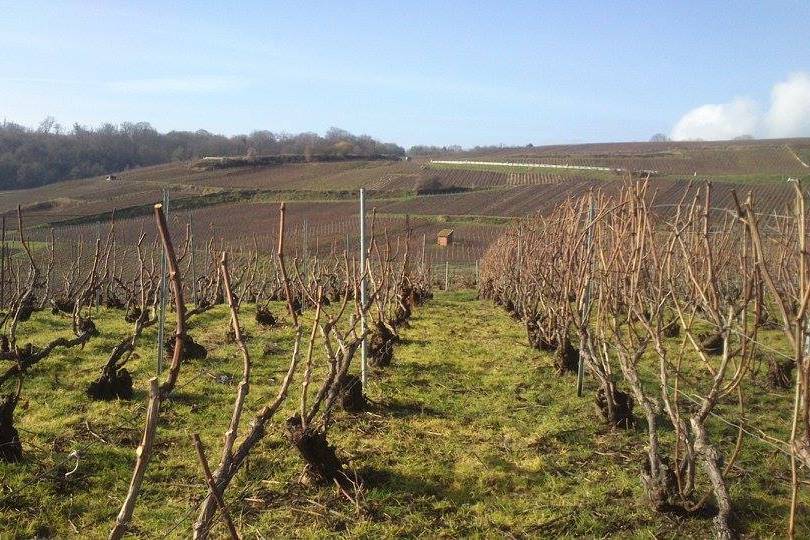 Champagne Bourgeois-Boulonnais