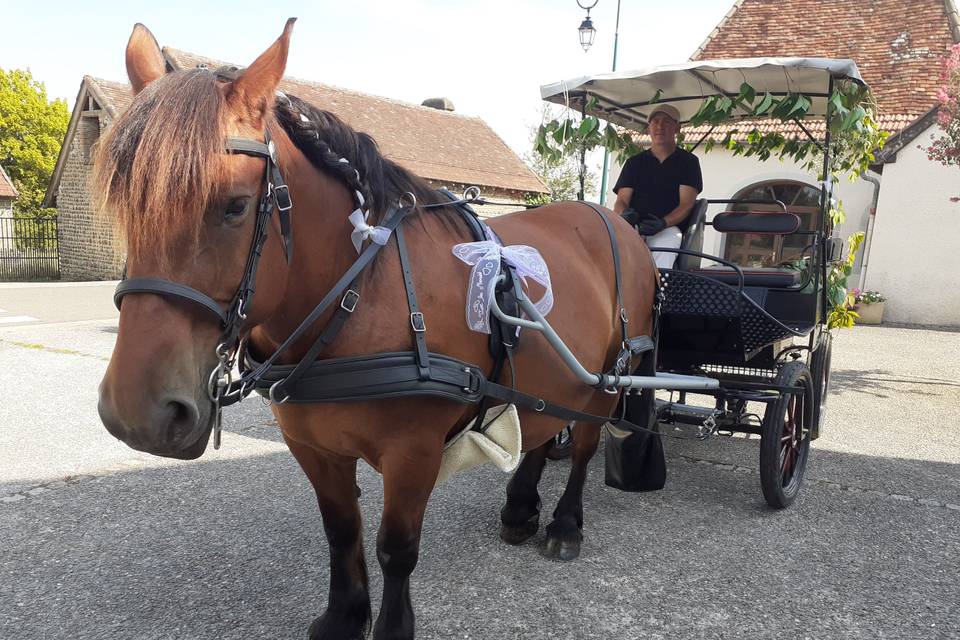 Calèche wagonnette champêtre