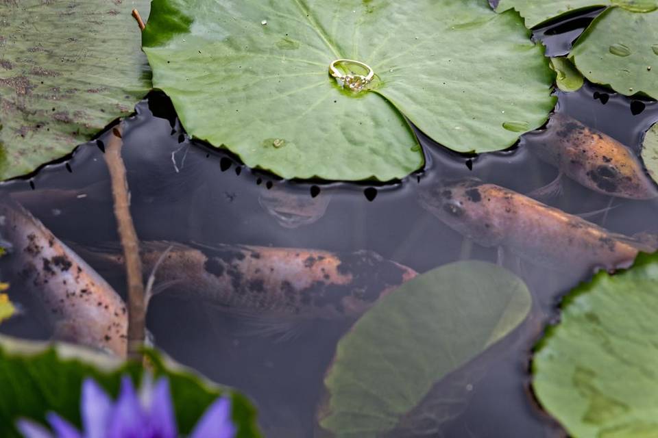 Alliance sur l'eau