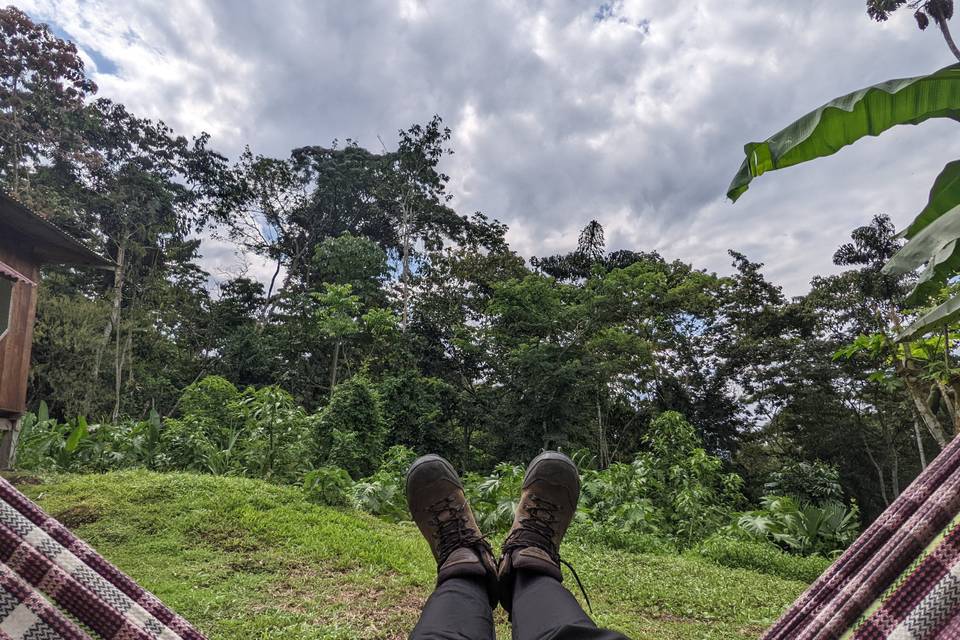Jungle, Pérou