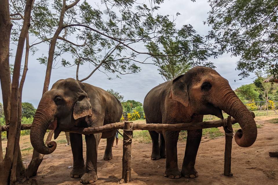 Élephants, Thaïlande