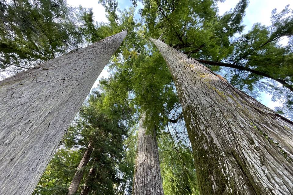 Sequoias centenaires
