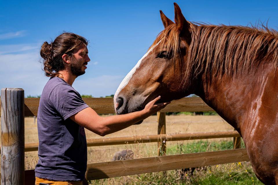 Le cheval de traie