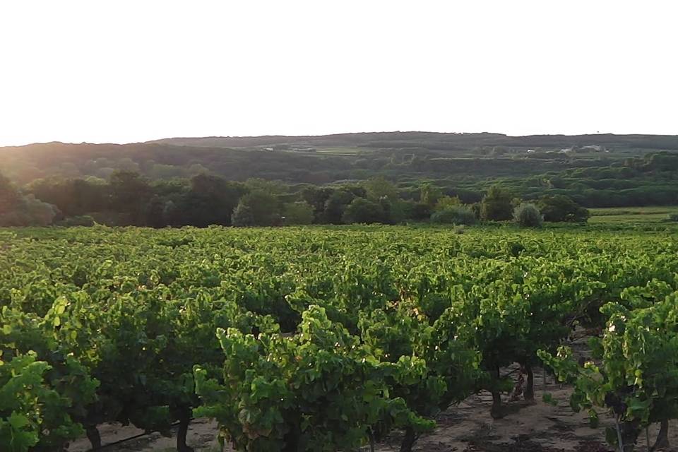 Vignes au couchant