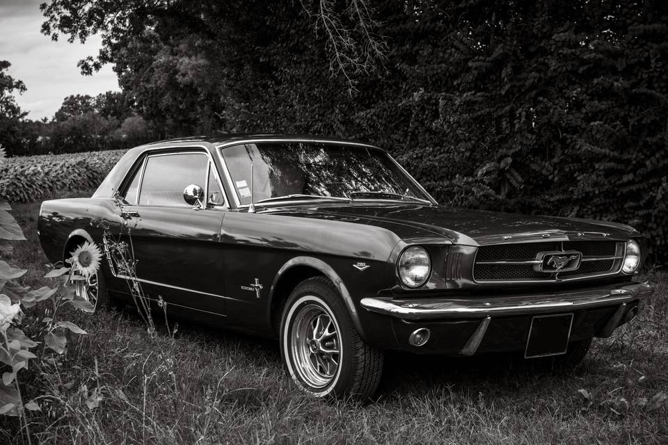 Mustang 1965 Gers