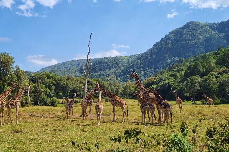Girafes