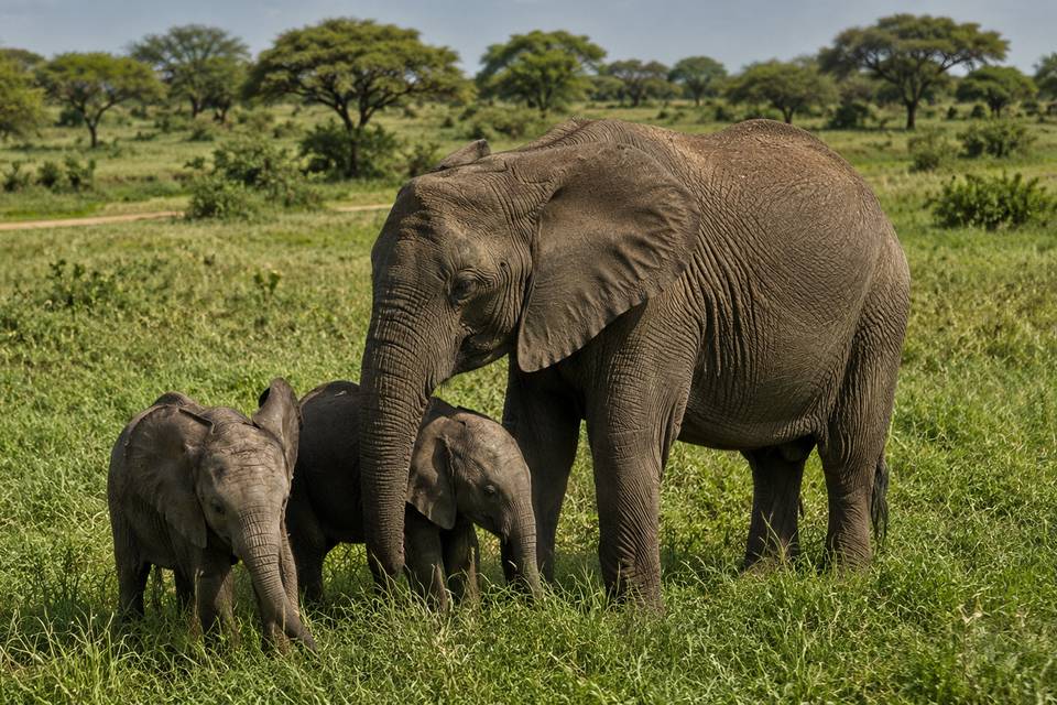 éléphants dans la savane