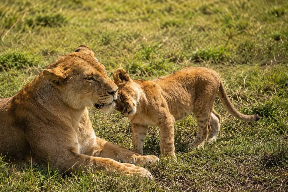 Lionne et son lionceau
